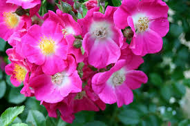 ~'american pillar' (1902) hybrid wichurana rose. Datei Rosa American Pillar Giverny01 Jpg Wikipedia