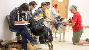 Learn more about etobicoke humane society in toronto, on, and search the available pets they have up for adoption on petfinder. Sandy Lake Dog Clinic A Lesson In Northern Vet Care For Toronto Humane Society Volunteers Cp24 Com