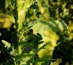 Image result for Hermbstaedtia scabra