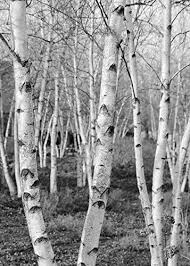 Cute tree clipart black and white. Amazon Com Birch Trees Picture Black And White Art Print Photo Paper Or Canvas Large B W Wall Decor 5x7 To 30x45 Handmade