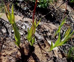 Image result for Aster harveyanus