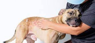 He is house broken, fixed and up to date on shots. Foster The Animal Protection Society Of Durham