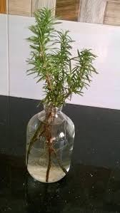 Image result for rosemary cuttings