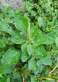 Image result for Amaranthus spinosus