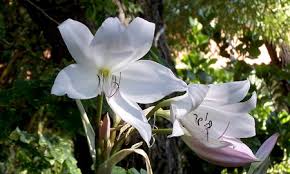 Image result for Crinum moorei