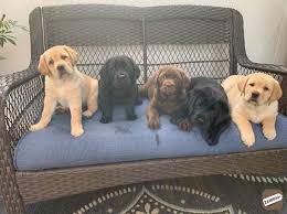 Free dog adoption in mumbai l navi mumbai l thane l 2020 september following are the dogs and puppy for adoption in. Home Trained Labrador Ret Puppies Adoption 9742649527 Mumbai Zamroo