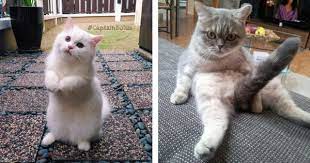 Jika anda memberikan penjagaan dan latihan yang betul semasa anak kucing masih kecil, peluang untuk menjadi kucing yang berkelakuan baik, sihat dan gembira lebih mudah. Bagaimana Cara Untuk Menjaga Kucing Buat Kali Pertama Kartel Dakwah