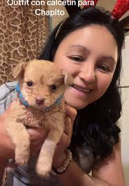 Ropa De Perrito Con Un Calcetin