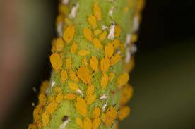 Like many other beetles, they are round or oval and convex, like ladybugs. What To Do About Aphids On My Oleander Control Of Oleander Aphids In The Garden