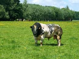 This is quite rare which makes it even more valuable. File Belgian Blue Bull Jpg Wikimedia Commons