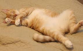 In this episode of cat mojo, i talk about the various and sometimes crazy looking sleeping positions most common in cats. 8 Common Cat Sleeping Positions And What They Tell Us Petmoo