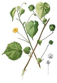 Image result for Abutilon hirtum