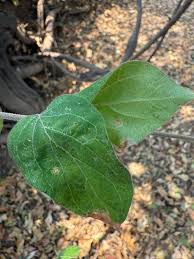 Image result for Antherotoma angustifolia