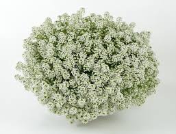 Image result for Allophylus whitei