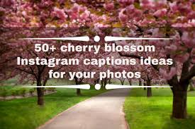 50 Cherry Blossom Instagram Captions Ideas For Your Photos Tuko Co Ke