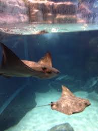My Favorite Animal In The Ocean Fish Pet Animals Pets
