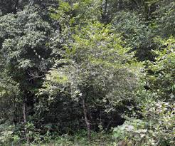 Image result for Diospyros ferrea