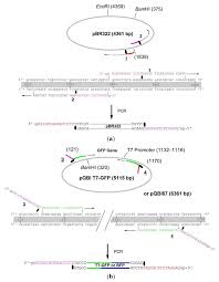 Report of inspection, testing & maintenance of fire alarm systems. Molecules Free Full Text Enzyme Treatment Free And Ligation Independent Cloning Using Caged Primers In Polymerase Chain Reactions Html