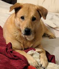 Yellow Labrador Retriever Chow Chow Mix Dog For Adoption Baltimore Md Adopt Gracie Today Dog Adoption Labrador Retriever Yellow Labrador Retriever