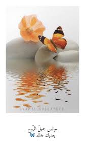 Snap Al7oobba7ar1 Baby Love Corgi Animals