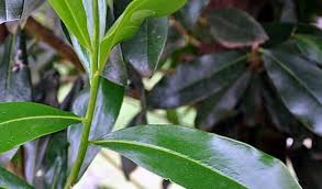 Image result for Warburgia