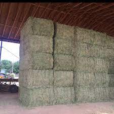 30 Square Bales Of Hay Forage Ideas Baling Hays Hay For Sale