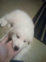 Reddit Meet Everest My 3 Month Old German Shepherd Great Pyrenees And Possibly Tibetan Mastiff Mix Puppy Aww