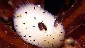 Meet The Sea Bunny A Sea Slug You Will Want To Cuddle
