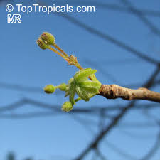 Image result for Commiphora mossambicensis
