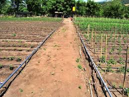 Yang pertama adalah tulisan resmi tentang suatu pokok yang dimaksudkan untuk dibacakan di muka. Ini Sistem Irigasi Tetes Dan Penyiraman Tanaman Menggunakan Ponsel Mongabay Co Id Mongabay Co Id