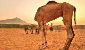They knew where they were bound, the rhythm and ritual of their life brooked no then he heard the tapping on the window. Camel Looks Like It Has Lost Its Head In Optical Illusion Photo Nature News Express Co Uk