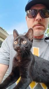 Deceased black and white tuxedo cat found