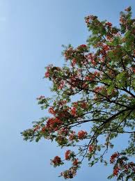 Image result for Fabaceae subfamily Caesalpinioideae