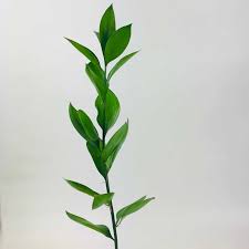 We did not find results for: Israeli Ruscus Wholesale Bulk Flowers Cascade Floral