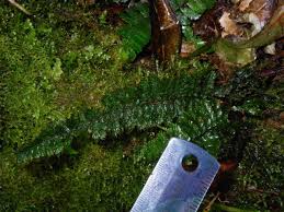 Image result for Trichomanes crispiforme