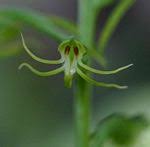Image result for Habenaria rhopalostigma