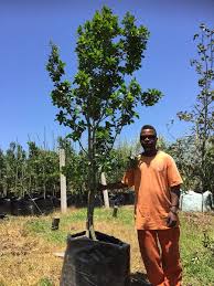 Image result for Apodytes