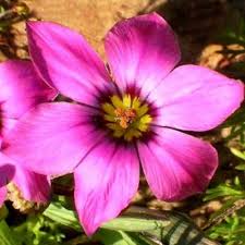 Image result for Romulea