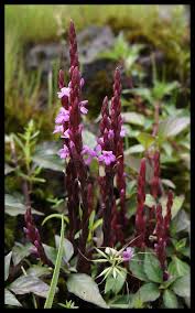 Image result for Striga gesnerioides