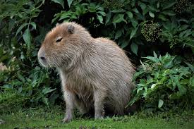 The capybara is twice that big—the biggest rodent on earth. Carpincho El Animal Que Hace Furor En Las Redes Itmisiones