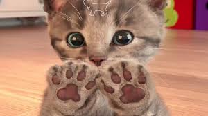 My Favorite Cat Little Kitten Pet Care Play Cat Care Games For Baby Toddlers And Children Youtube Kittens Cutest Little Kittens Cool Pets