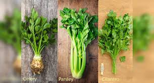 Difference Between Celery Cilantro And Parsley The Times Of India