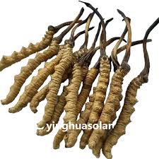 Image result for Heinsia