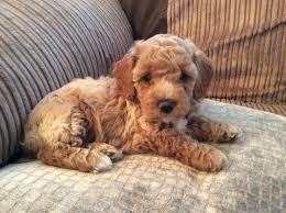 Working line and german show line, working line and german show line puppies for sale, german shepherd breeder pa, member of usa, sv &. Cavapoo Puppies For Sale Pittsburgh Pa 282601