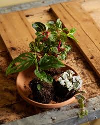 Image result for Ceropegia breviflora