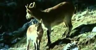 Eagle Drags Goats Off Cliff Amazing Video More At Http Daverecommends Biz Mountain Goat Cool Gifs Hunting