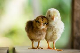 Chicken wing prices have tripled, sending a chain such as wingstop off to launch an online brand that only sells thighs. Sick Chicks 7 Common Illnesses You May Encounter Backyard Poultry