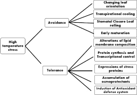 Maybe you would like to learn more about one of these? Photosynthesis Response To High Temperature Stress Sciencedirect