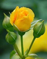 Google Beautiful Rose Flowers Rose Flower Pictures Rose Buds