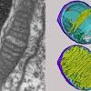 Plant cell organelles under microscope. 1